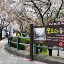 신천(新川)&꽃보라동산 -2024.4.6(토) 이미지