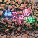 푸른꽃밤의정원 네이버블로그