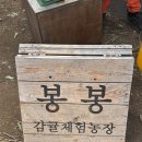 칠십리감귤한라봉농장 | 국내여행 ｜ 봉봉감귤체험농장, 제주도 천혜향, 귤, 한라봉 체험 후기