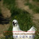 백봉농장 이미지