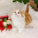 고양이가정분양 자체브리딩 니팅캣 | 랙돌 고양이 가격 – 전체 가이드