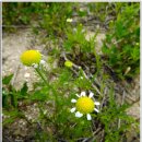 대청호오백리길 찬샘마을길 이미지