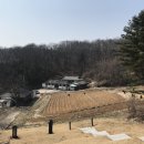 신호묘 이미지