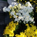 우암목장 이미지