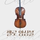 첼로 중급(성인) 이미지