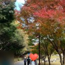 도피오커피독립