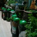 약선차와 건강약선 이미지