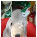 강아지 세상 이미지