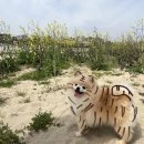 홍경태동물병원 | [포항 홍경태동물병원]강아지 고관절 탈구 응급 수술 후기