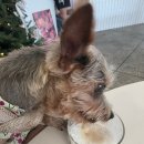 멍푸치노 이미지