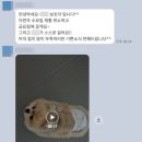 크라이오365 | 강아지 재활이 필요한 순간, 루시드가 함께 합니다.