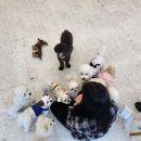 놀면뭐하개 이미지