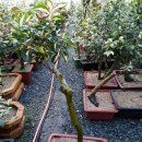 동백농원 이미지