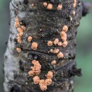 붉은점껍질고약버섯 Peniophora rufa (Fr.) Boidin 이미지