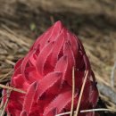 빨간 정열의 꽃snow plant 이미지