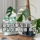새순농장 | 알보의 왕 노크 분갈이 흙 몬스테라 사용 후기