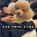 몬지벨로 | [보정동 카페거리 몬지벨로]애견동반 가능 카페(내돈내산)