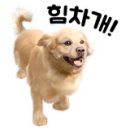 개랑 놀아주는 남자 이미지