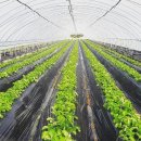 쌍림농장 이미지