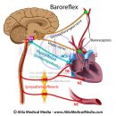 생명반응(HRV) 바이오피드백 검사 및 즉석치료법 탐구!! 이미지