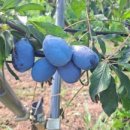 솔마루농장 이미지