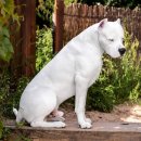 도고(DOGO) 이미지