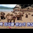 백 번째의 원숭이 효과 이미지