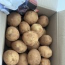 영암상회 | [농라] 영암상회 ‘수미감자’