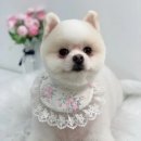 단비네펫살롱 이미지