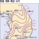 벚꽃 평년보다 일찍 핀다 (부산일보) 이미지