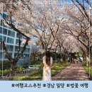 세븐일레븐 밀양미리벌행운점 | 경남 밀양 벚꽃 여행 명소 추천 안태 공원 밀양강 둔치 맛집 숙소
