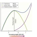 근력스트레칭 이미지