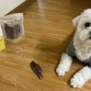 펫잇보리 이미지