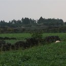 온평리-2 이미지