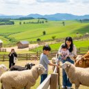 초원한우농장 | 춘천 "해피초원목장": 인생샷 보장! 동물 먹이주기 체험 후기