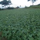 고구마PC 이미지