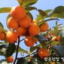 감나무마트