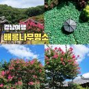 고요한꽃뜰 | 8월에 가볼만한곳 경남 배롱나무 명소 5곳