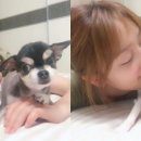 꼼이