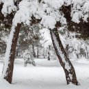 소나무숲 이미지