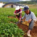 선향농장 이미지