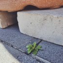 신도안동물병원 이미지