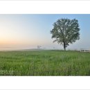 미루나무풍경 이미지