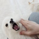 댕댕가르텐 강아지애견유치원호텔 | 체계적인 케어 환경 부산 강아지유치원 댕댕가르텐 연산점