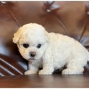 도도한강아지 이미지