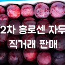 과일쟁이