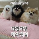 간식시간 | 다견가정 간식 시간 루틴 공개｜포메라니안 3마리 실제 후기