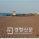 해안동 왕벚나무 이미지