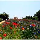 장미정원 이미지