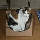 (주)모다이노칩 대전점 | 함께하는 열두번째 크리스마스 일상 [아바타 불과재, 소로여행자의집, 원주 고로]